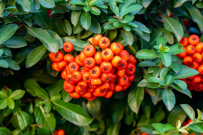 Close-up of red berries growing on plant