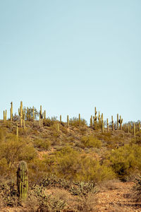 Group of saguaro cacti standing prominently in the sanoran desert near phoenix arizona. 