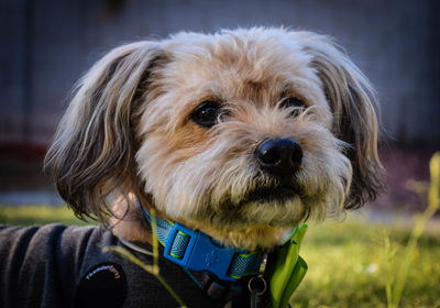 Close-up portrait of dog