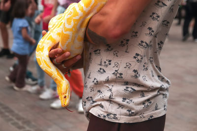 Yellow python. snake, closeup side view an unrecognizable man holding white and yellow python snake 