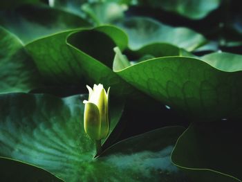 Close-up of lotus water lily