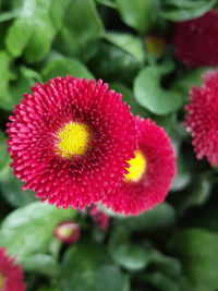 Close-up of red flower