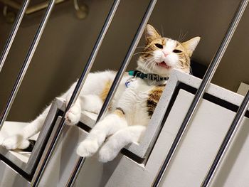 High angle view of cat relaxing on window