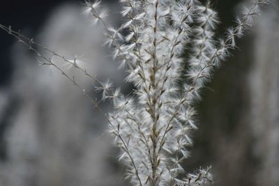 Close-up of plant during winter