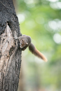 Close-up of squirrel on tree trunk