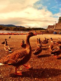 Geese on field by lake against sky