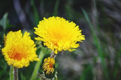 Close-up of yellow flowering plant