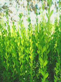 Plants growing on a tree