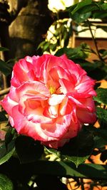 Close-up of pink rose plant