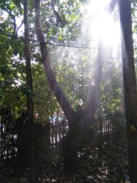 Sun shining through trees