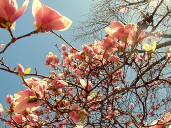 Low angle view of pink flowers blooming on tree