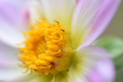 Close-up of insect on pink flower