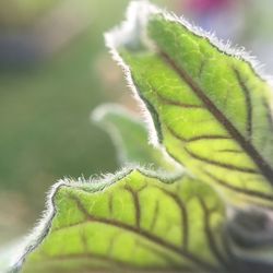 Macro shot of leaf