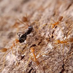 Close-up of insects