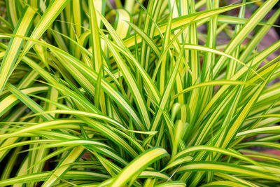 Full frame shot of plants