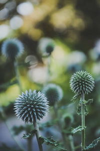 Close-up of flowering plant