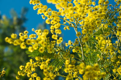 Close-up of yellow flowering plant