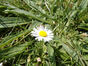 Close-up of white daisy flower