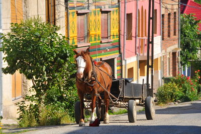 Horse cart in street