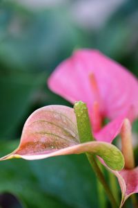 Close-up of pink flowering plant