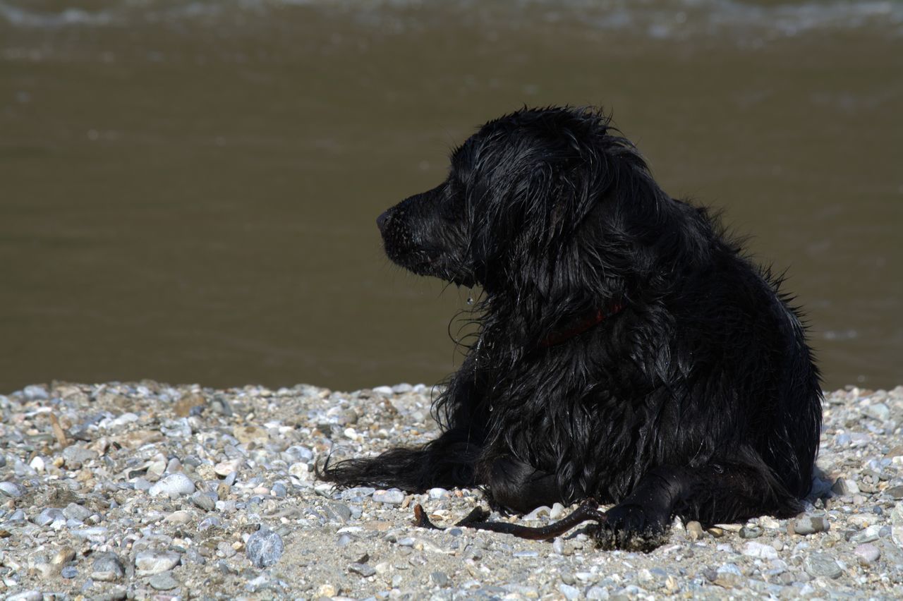 dog, water, mammal, pets, black color, nature, relaxation, focus on foreground, outdoors, day, animal hair, animal head, close-up, tranquility, no people, animal body part, tranquil scene, rock, beauty in nature, sky