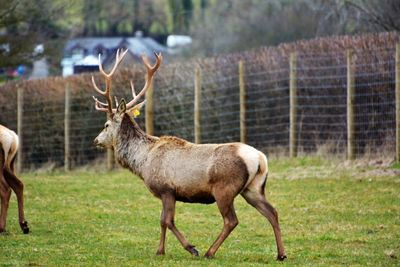 Deer on field