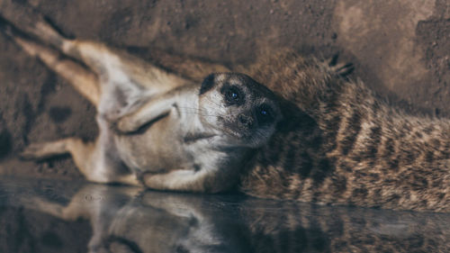 Close-up of lion looking away