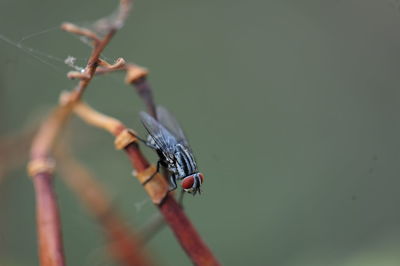 Close-up of insect on plant