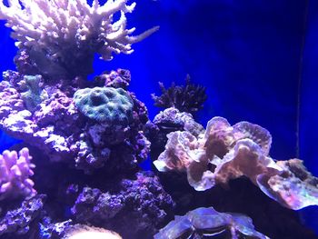 Close-up of coral underwater