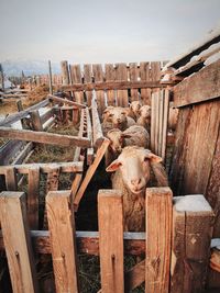 Portrait of sheep in pen against fence