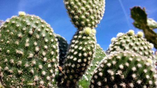 Low angle view of cactus