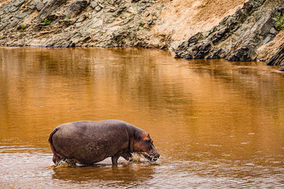 Buffalo drinking water