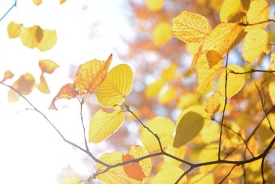 Close-up of leaves on twig