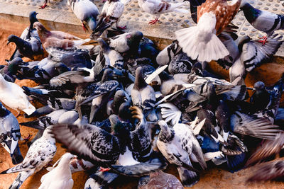 High angle view of pigeons feeding