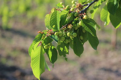 Close-up of berries growing on tree