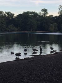 Ducks on lake