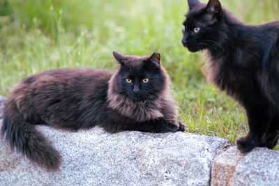 Black cats looking away