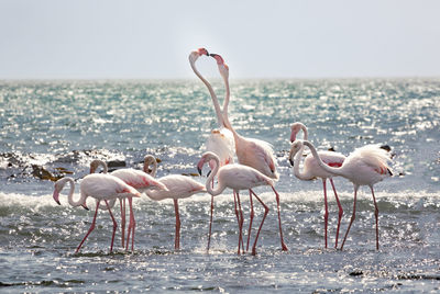 Namibia, karas, flamingos (phoenicopterus roseus) at coast