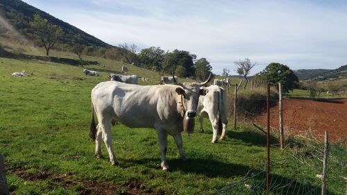 Cows standing in a field