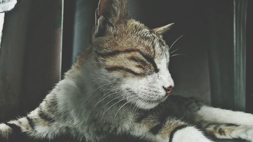 Close-up of cat sleeping