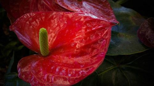 Close-up of red flowers