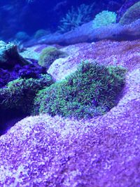 Close-up of coral in sea