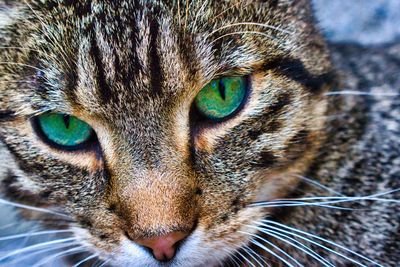 Close-up portrait of a cat