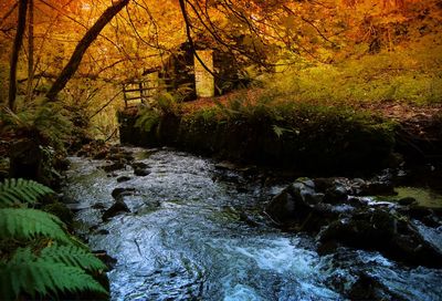 Scenic view of waterfall in forest