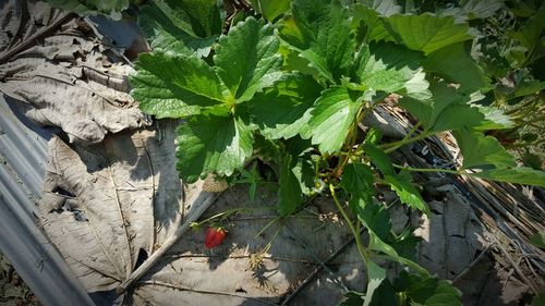 High angle view of insect on leaves