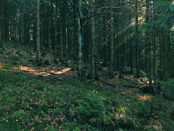 View of trees in forest