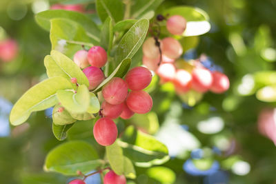 Close-up of berries growing on tree