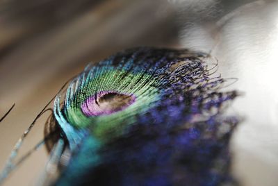 Macro shot of peacock feather