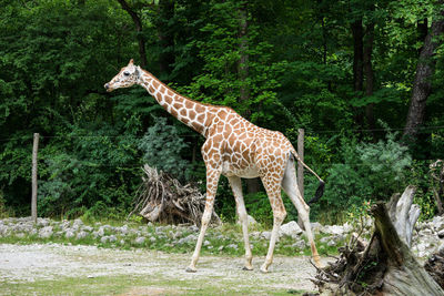 Giraffe standing in zoo