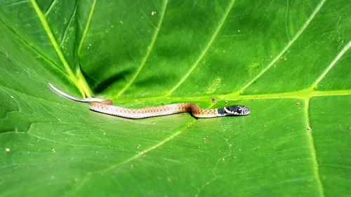 Close-up of insect on green leaves